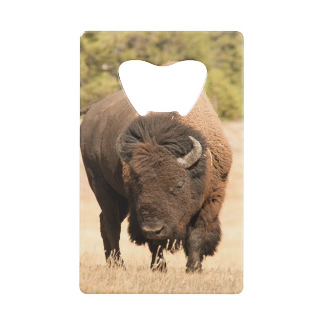 Bison (Front)