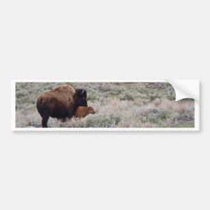 Bison and Calf Bumper Sticker