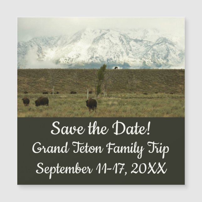 Bison at Grand Teton National Park Photography (Front)