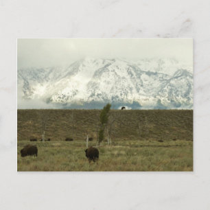 Bison at Grand Teton National Park Photography Postcard