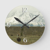 Bison at Grand Teton National Park Photography