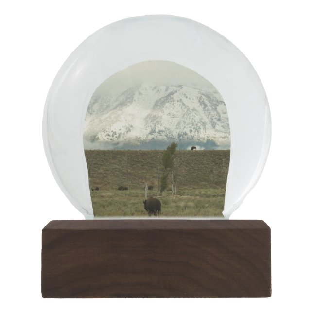 Bison at Grand Teton National Park Photography Snow Globe (Front)