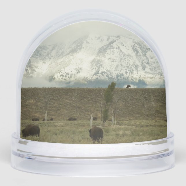 Bison at Grand Teton National Park Photography Snowglobe (Front)
