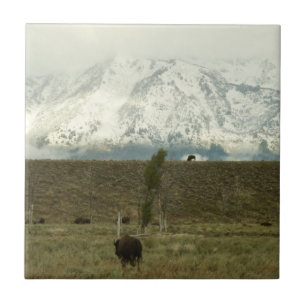 Bison at Grand Teton National Park Photography Tile