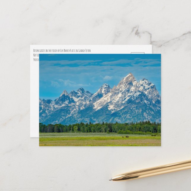 Bison at Grand Teton National Park Postcard (Front/Back In Situ)