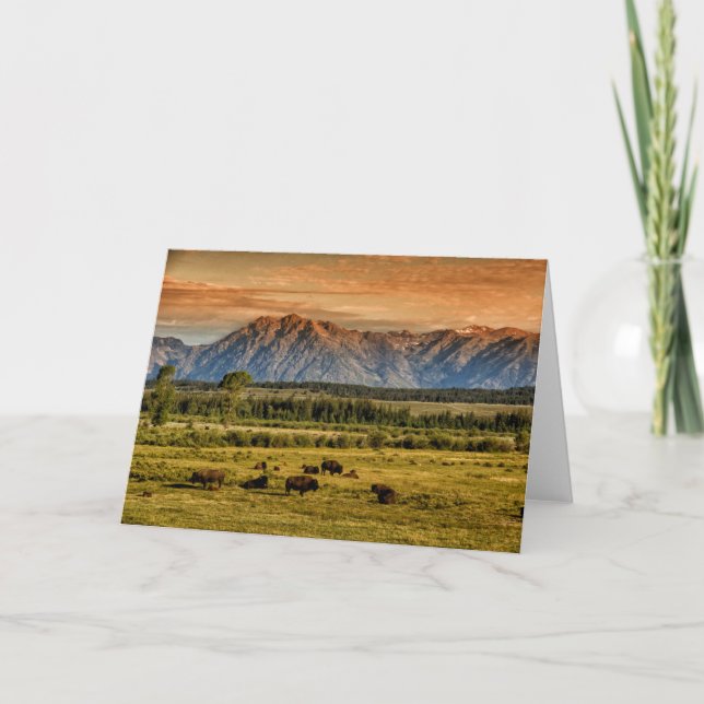 Bison at Sunrise Card (Front)