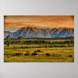 Bison at Sunrise Poster