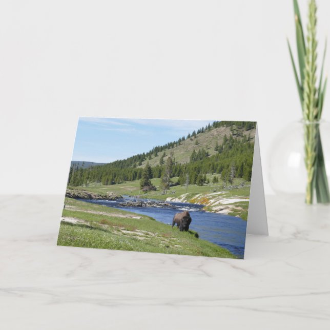 Bison at Yellowstone National Park Card (Front)