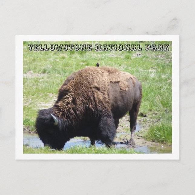 Bison at Yellowstone Postcard (Front)