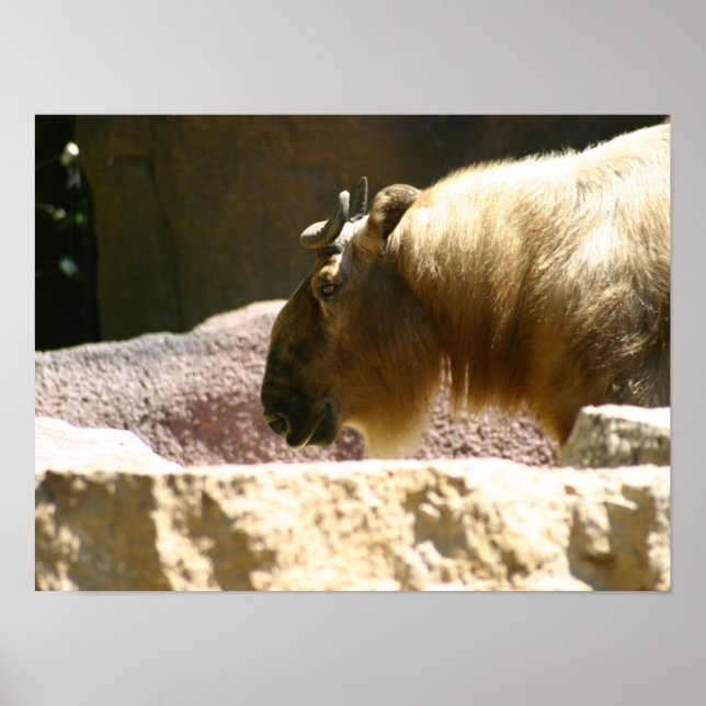 Bison at zoo poster (Front)