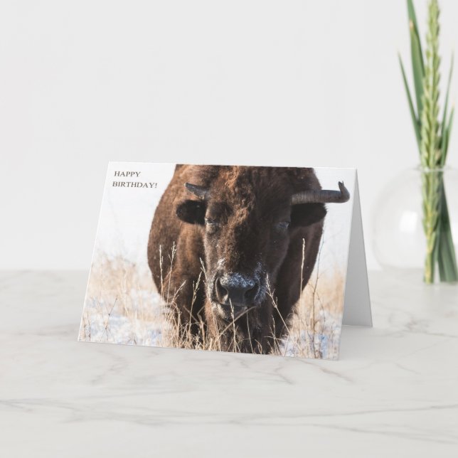 Bison Birthday Card (Front)