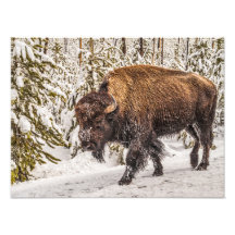 Bison (Bison bison) - Buffalo - Snow - Yellowstone