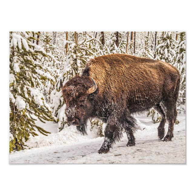 Bison (Bison bison) - Buffalo - Snow - Yellowstone Photo Print (Front)
