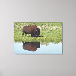 Bison (Bison Bison) On Grassy Meadow Canvas Print