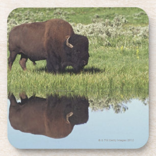 Bison (Bison Bison) On Grassy Meadow Coaster