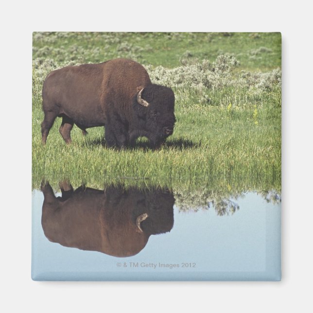 Bison (Bison Bison) On Grassy Meadow Magnet (Front)