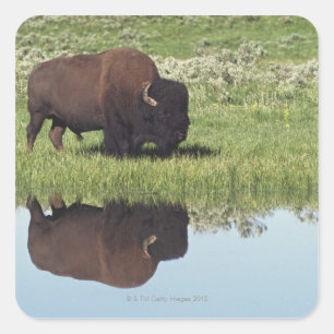 Bison (Bison Bison) On Grassy Meadow Square Sticker