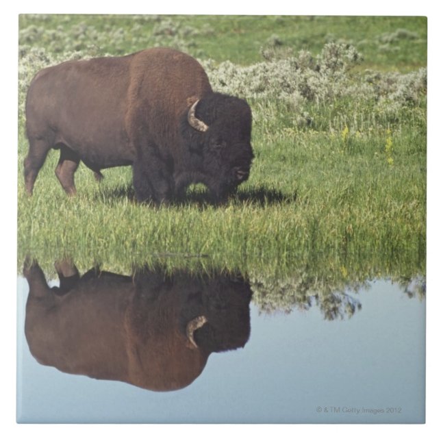 Bison (Bison Bison) On Grassy Meadow Tile (Front)