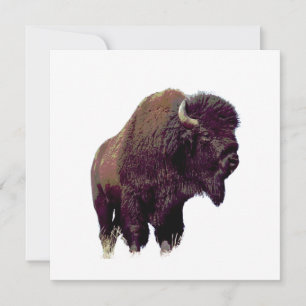 Bison Buffalo