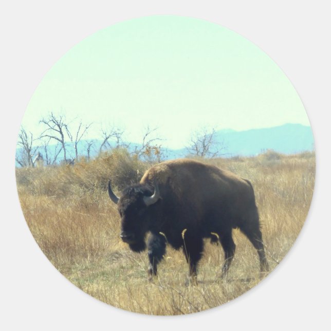 Bison Buffalo Bull Sticker (Front)