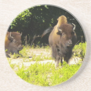 Bison, Buffalo Coasters