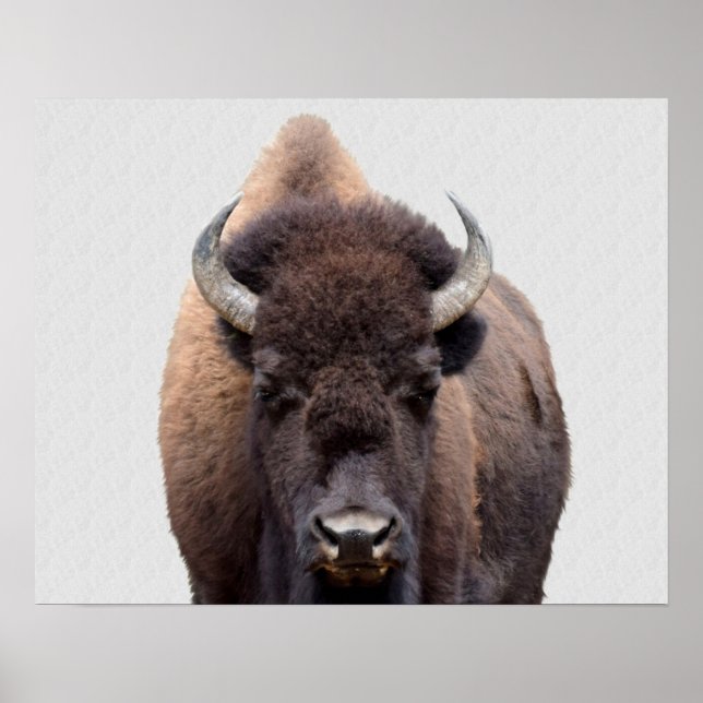 Bison Buffalo Photo 135 Poster (Front)