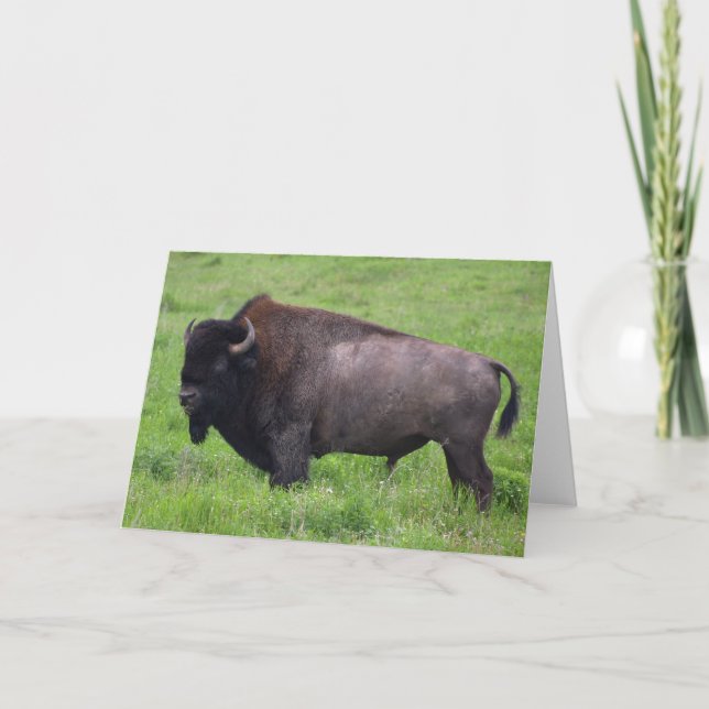 Bison Buffalo Wildlife Greeting Card (Front)