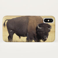 Bison Bull in Yellowstone National