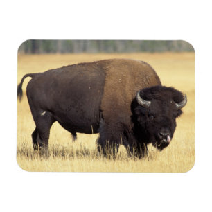 Bison Bull in Yellowstone National Magnet