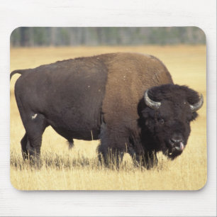 Bison Bull in Yellowstone National Mouse Mat