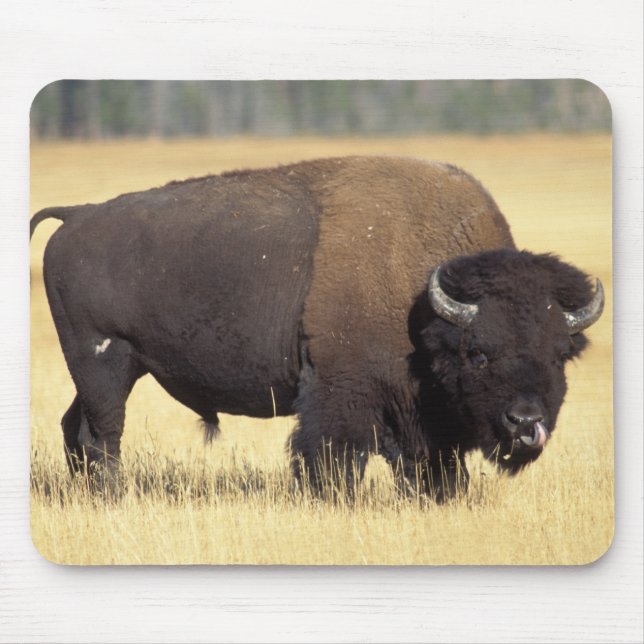 Bison Bull in Yellowstone National Mouse Mat (Front)