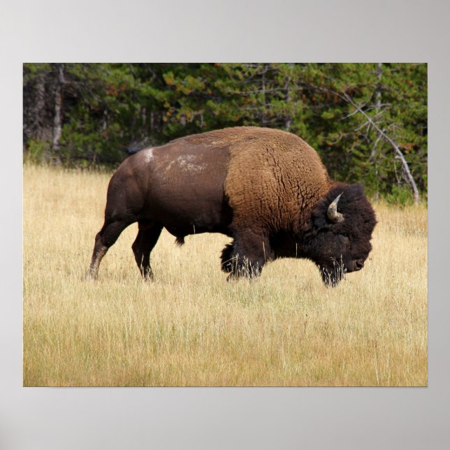 Bison Bull in Yellowstone National Park Poster (Front)