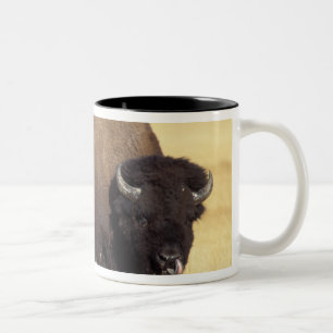 Bison Bull in Yellowstone National Two-Tone Coffee Mug