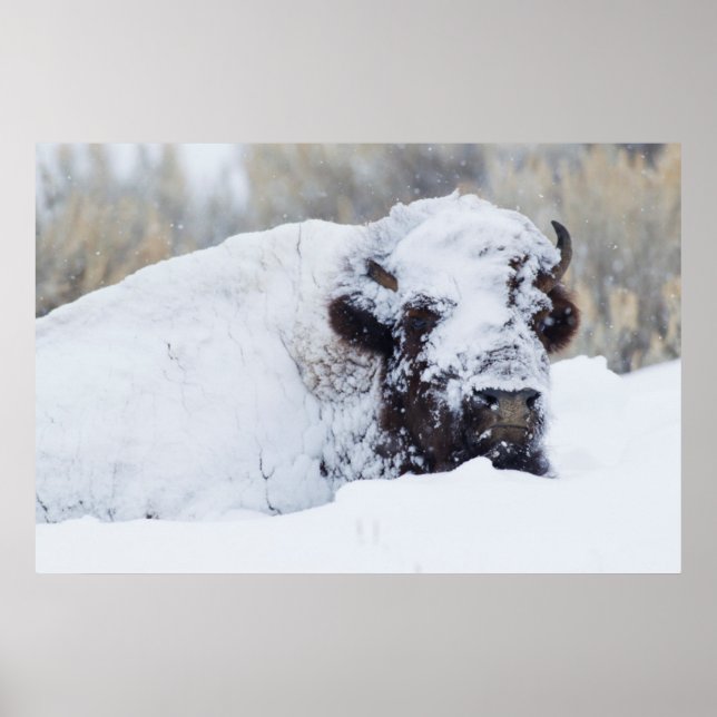 Bison Bull, winter coat Poster (Front)