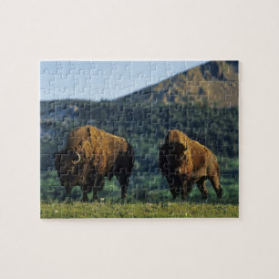 Bison bulls at Waterton Lakes National Park Jigsaw Puzzle