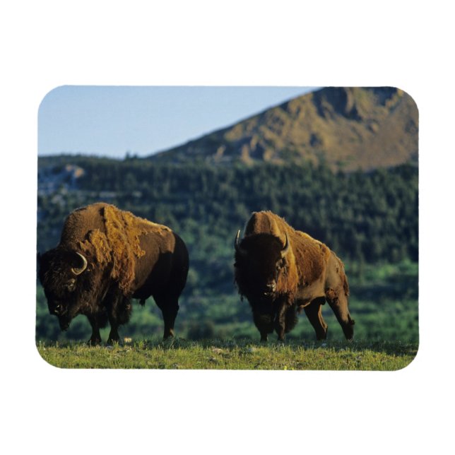 Bison bulls at Waterton Lakes National Park Magnet (Horizontal)