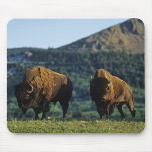 Bison bulls at Waterton Lakes National Park Mouse Mat