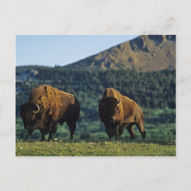 Bison bulls at Waterton Lakes National Park Postcard (Front)