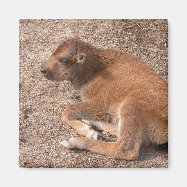 Bison Calf Magnet (Front)