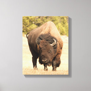 Bison Canvas Print