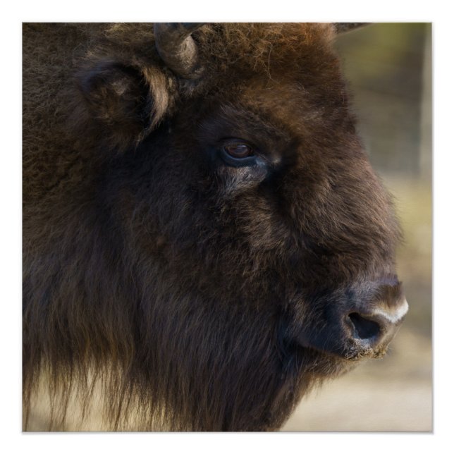 Bison Canvas Print (Front)
