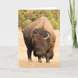 Bison Card