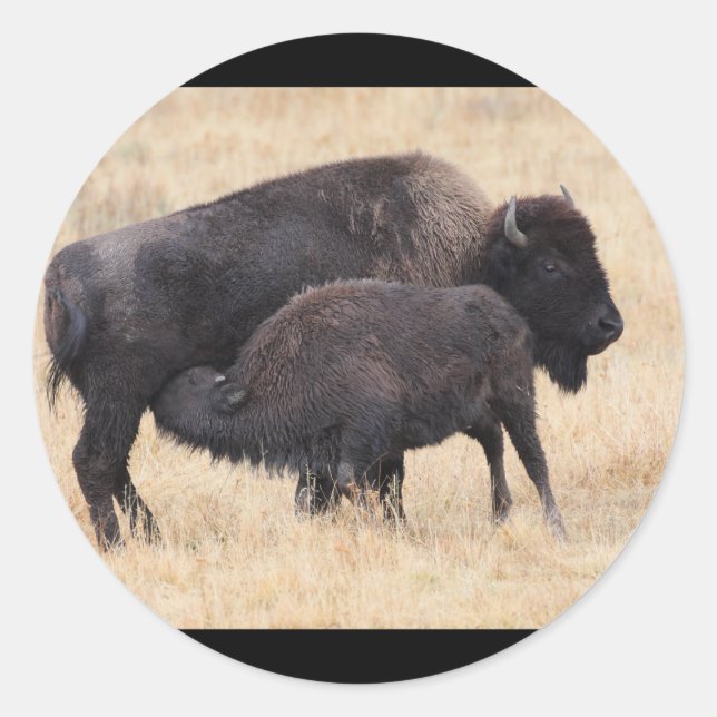 bison classic round sticker (Front)