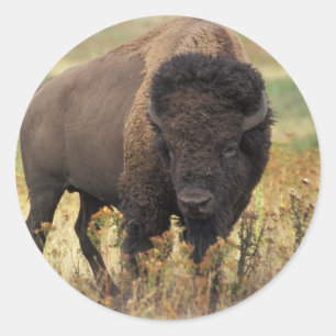 Bison Classic Round Sticker