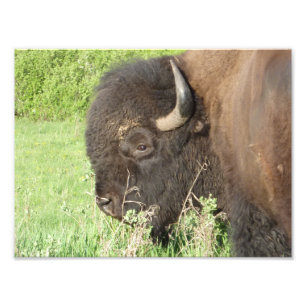 Bison close up photo print