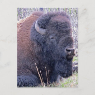 Bison Closeup Postcard