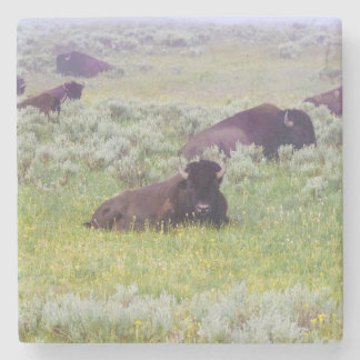 Bison Coaster
