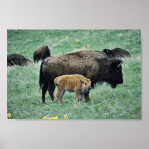 Bison cow and calf poster