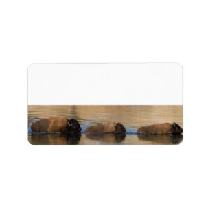 Bison Crossing River Label