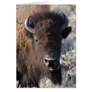 Bison face card